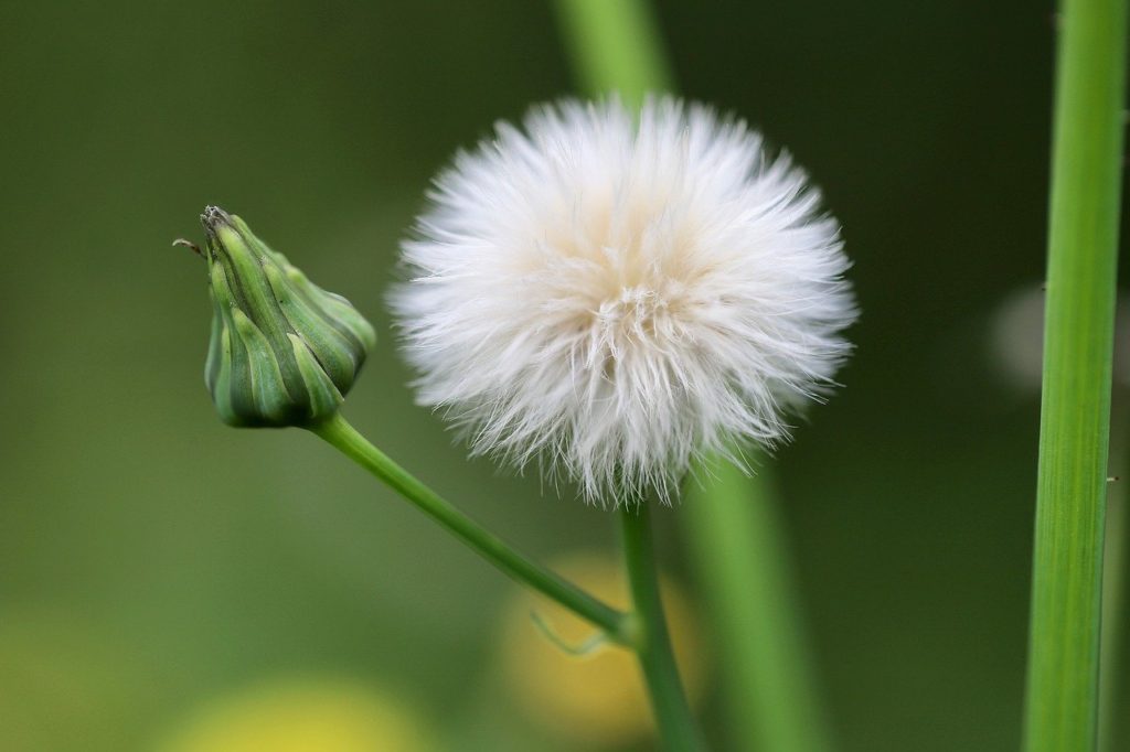 fleabane, erigeron bonariensis, fruit stand-7522920.jpg